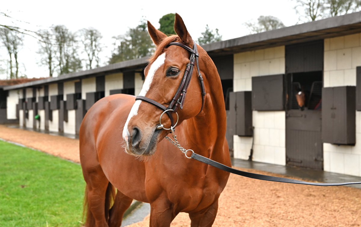 Goffs (@goffs1866) on Twitter photo Dual G1 winner ๐๐๐ ๐๐๐๐๐๐ to sell on ๐๐จ๐๐๐ฌ ๐๐ง๐ฅ๐ข๐ง๐ ๐ซ
โญ๏ธG1 Irish 2,000 Guineas
โญ๏ธG1 Vertem Futurity Trophy S. at 2
โญ๏ธG2 Futurity Stakes at 2
โญ๏ธBeat multiple G1 winners ๐๐ญ๐๐ญ๐ ๐๐ ๐๐๐ฌ๐ญ and ๐๐จ๐๐ญ๐ข๐ ๐
๐ฅ๐๐ซ๐
๐
20 Jan
๐ปbit.ly/3VZFSOI Dual G1 winner ๐๐๐ ๐๐๐๐๐๐ to sell on ๐๐จ๐๐๐ฌ ๐๐ง๐ฅ๐ข๐ง๐ ๐ซ
โญ๏ธG1 Irish 2,000 Guineas
โญ๏ธG1 Vertem Futurity Trophy S. at 2
โญ๏ธG2 Futurity Stakes at 2
โญ๏ธBeat multiple G1 winners ๐๐ญ๐๐ญ๐ ๐๐ ๐๐๐ฌ๐ญ and ๐๐จ๐๐ญ๐ข๐ ๐
๐ฅ๐๐ซ๐
๐
20 Jan
๐ปbit.ly/3VZFSOI