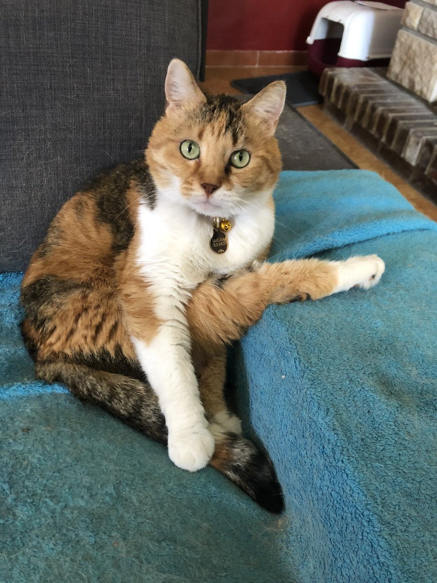 mephistophls's tweet photo. @astromoondust Her name is Sakura :) https://t.co/LXSERhXg7S
