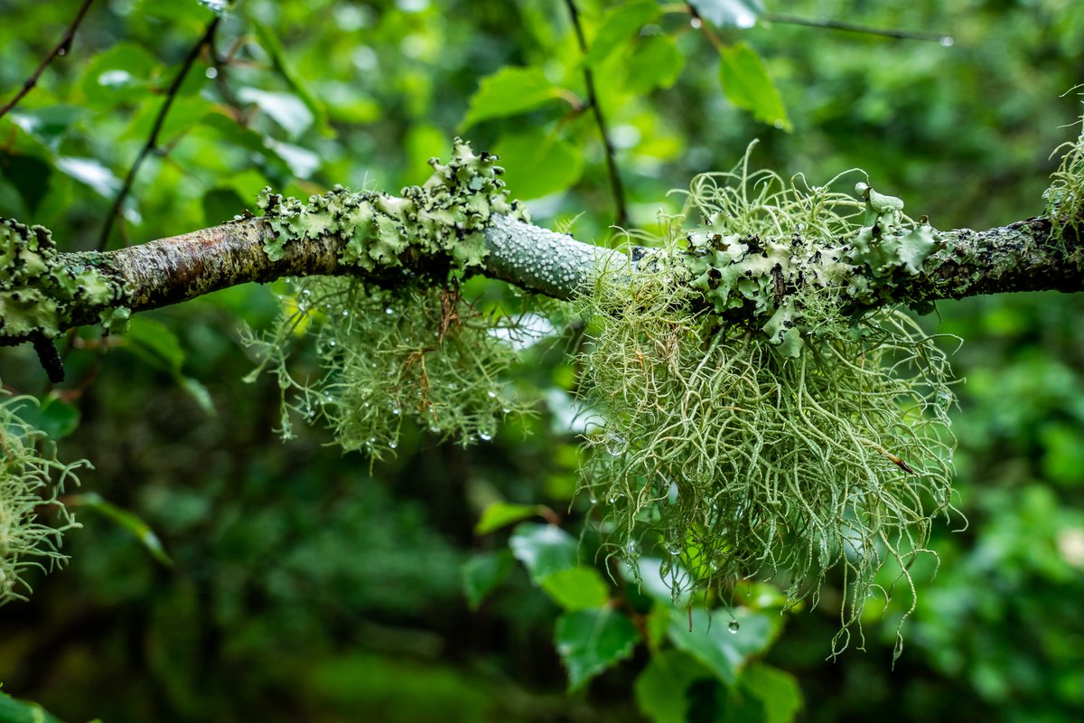 Very excited about our @WoodlandTrust Rethinking Rainforests event on 2 March. Featuring <a href="/guyshrubsole/">Guy Shrubsole</a>, author of The Lost Rainforests of Britain; lichenologist, <a href="/aprilwindle/">April Windle</a> and award-winning broadcaster, <a href="/AdamShawBiz/">Adam Shaw</a>. #rainforest #lichen exetercornexchange.co.uk/whats-on/rethi…
