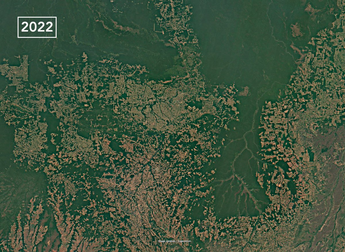giraldeo's tweet photo. Contrariamente a lo que mucha gente cree, el drama del Amazonas no existe tanto por la madera de los árboles, sino por el suelo. Es la necesidad de suelo para la agricultura y la ganadería lo que hace que poco a poco se vaya deforestando. Mirad este cambio entre 1987 y 2022😔: https://t.co/zmJj3ZjjE2