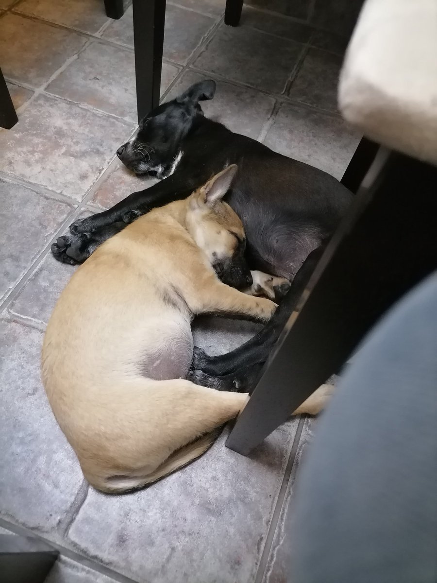espnino74's tweet photo. Hola! Somos Toffee y Choco tenemos 4 meses (aprox). Nino nos rescató, tábamos abandonados en Pta Negra, nos llevó al Vet, a desparasitarnos y vacunarnos. Nos adora, pero su depa y su horario dicen que no puede. Nos llevas? Guau, Guau🥰
#mascotas #perritos #cachorros https://t.co/cTc02t3Ssz