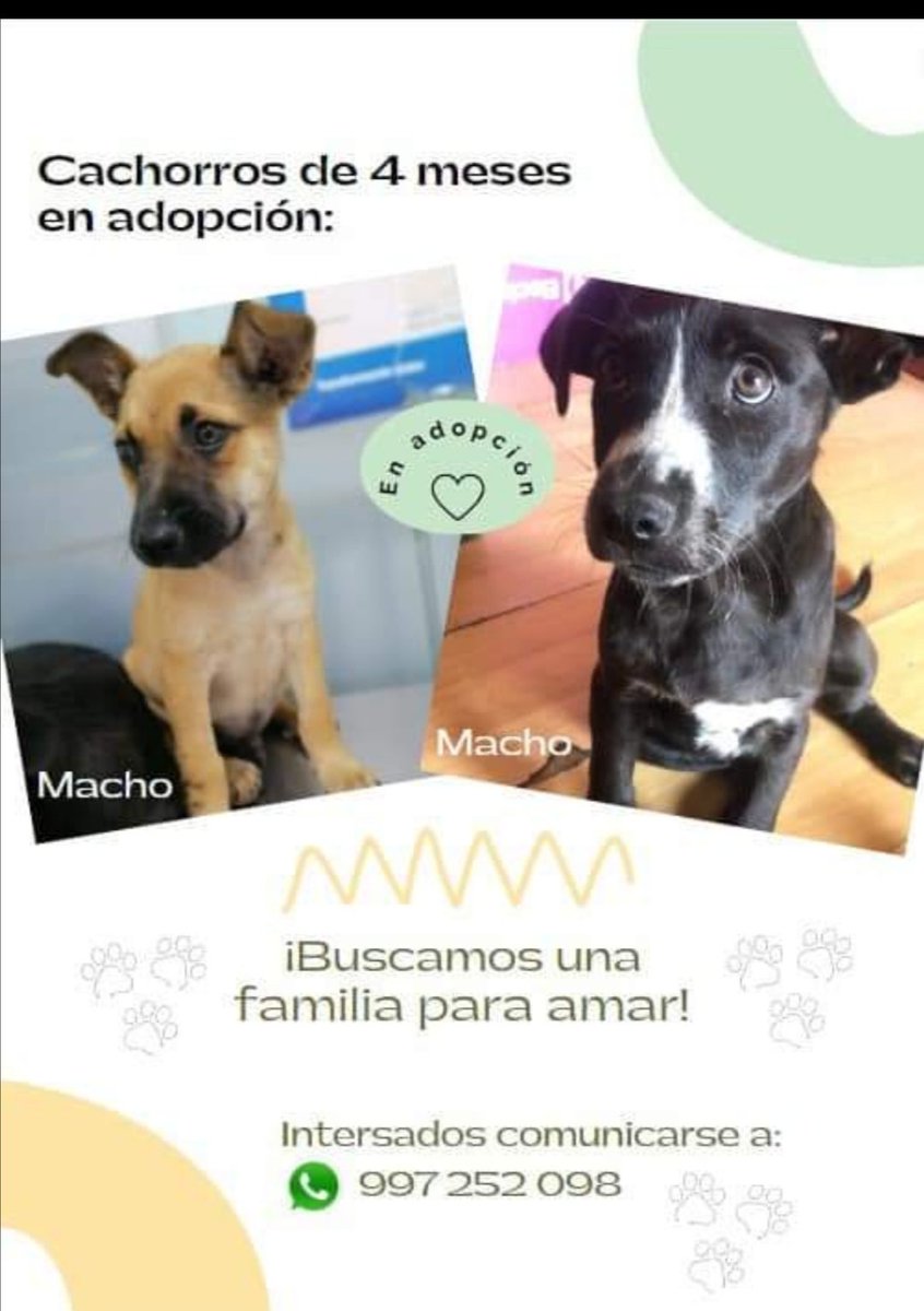 espnino74's tweet photo. Hola! Somos Toffee y Choco tenemos 4 meses (aprox). Nino nos rescató, tábamos abandonados en Pta Negra, nos llevó al Vet, a desparasitarnos y vacunarnos. Nos adora, pero su depa y su horario dicen que no puede. Nos llevas? Guau, Guau🥰
#mascotas #perritos #cachorros https://t.co/cTc02t3Ssz