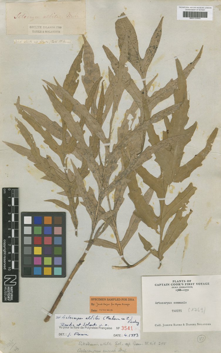 A bread fruit specimen <a href="/NHM_London/">Natural History Museum</a> collected by Joseph Banks and Daniel Solander in Tahiti in 1769 during Cook's Endeavour Voyage and used in a genetic study investigating the history of introduction and cultivation of Artocarpus in the Caribbean: doi.org/10.1016/j.cub.…