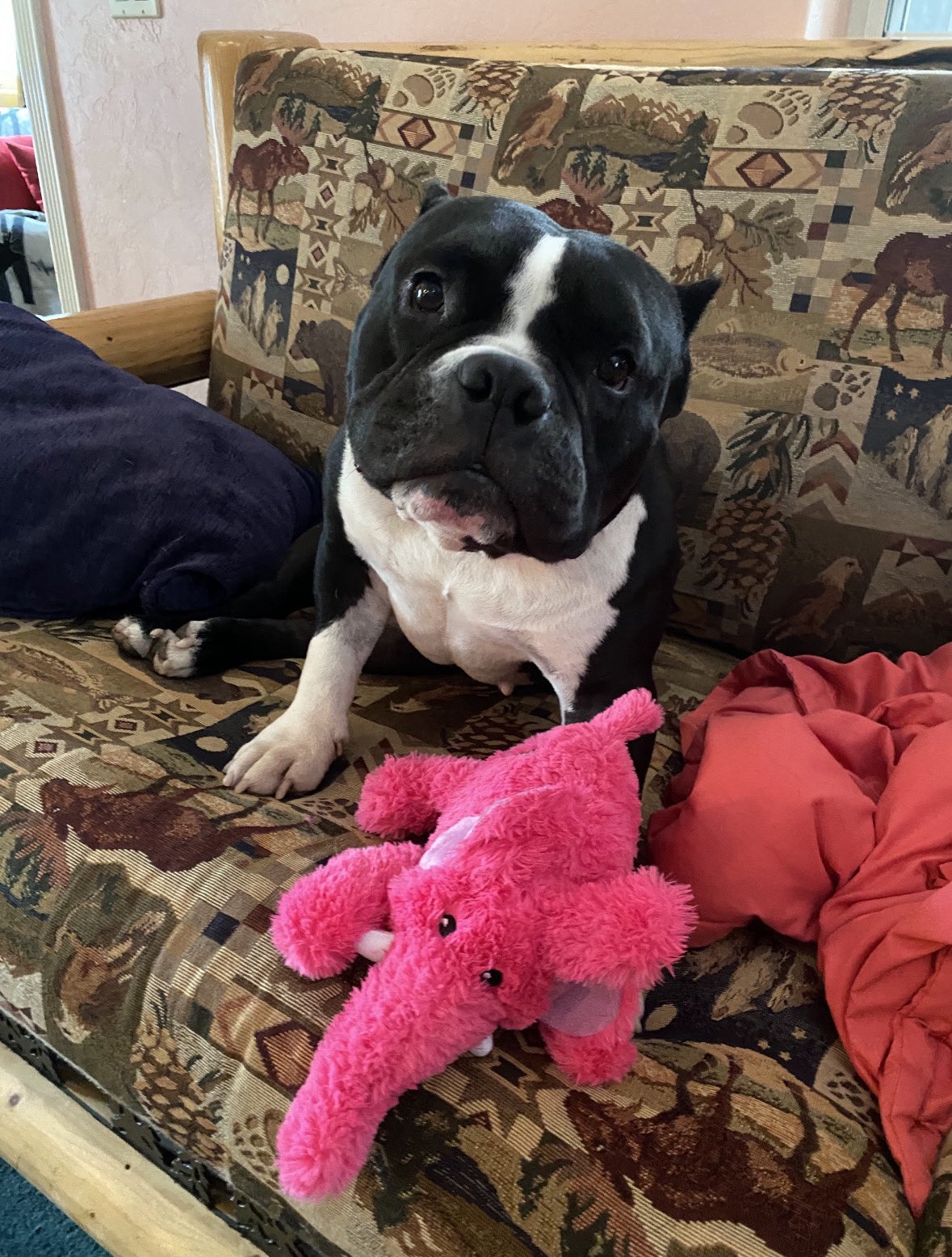 WeRateDogs® on Twitter "This is Betty. She was found as a stray with