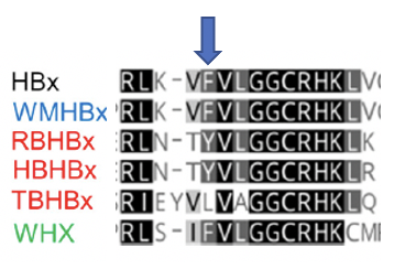 Lucie_Virevolte's tweet photo. Identification of critical residues in the regulatory protein HBx for ... https://t.co/e87brThgYI Looks like #HBx F132 is important for #Smc5/6 antagonism --> What about 🦇bat 🦠hepadnavirus Xs that also antagonize SMC5/6 and do not have F132? 🧐 See:  https://t.co/uSQPvEzu9a https://t.co/Hm39Bhm3P9