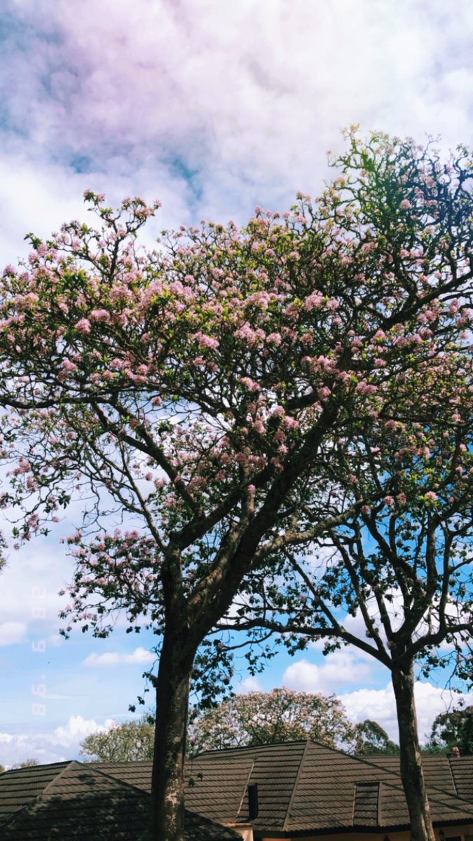 herichari's tweet photo. daydreaming under trees as ritual. https://t.co/aBVUTRGf15