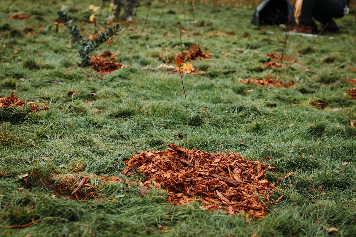 ecoexistUK's tweet photo. 🌱Back in 2022 we planted 1500 young trees and whips on Bexhill Down!🌱

🌳 We'll be back in January to plant 38 large, young trees and we need your help! 🌳

Sign up to join us here: https://t.co/JJI7cp3NJu

All ages &amp; abilities welcome!

@treesforcities @rotherDC https://t.co/KMducqqp3j