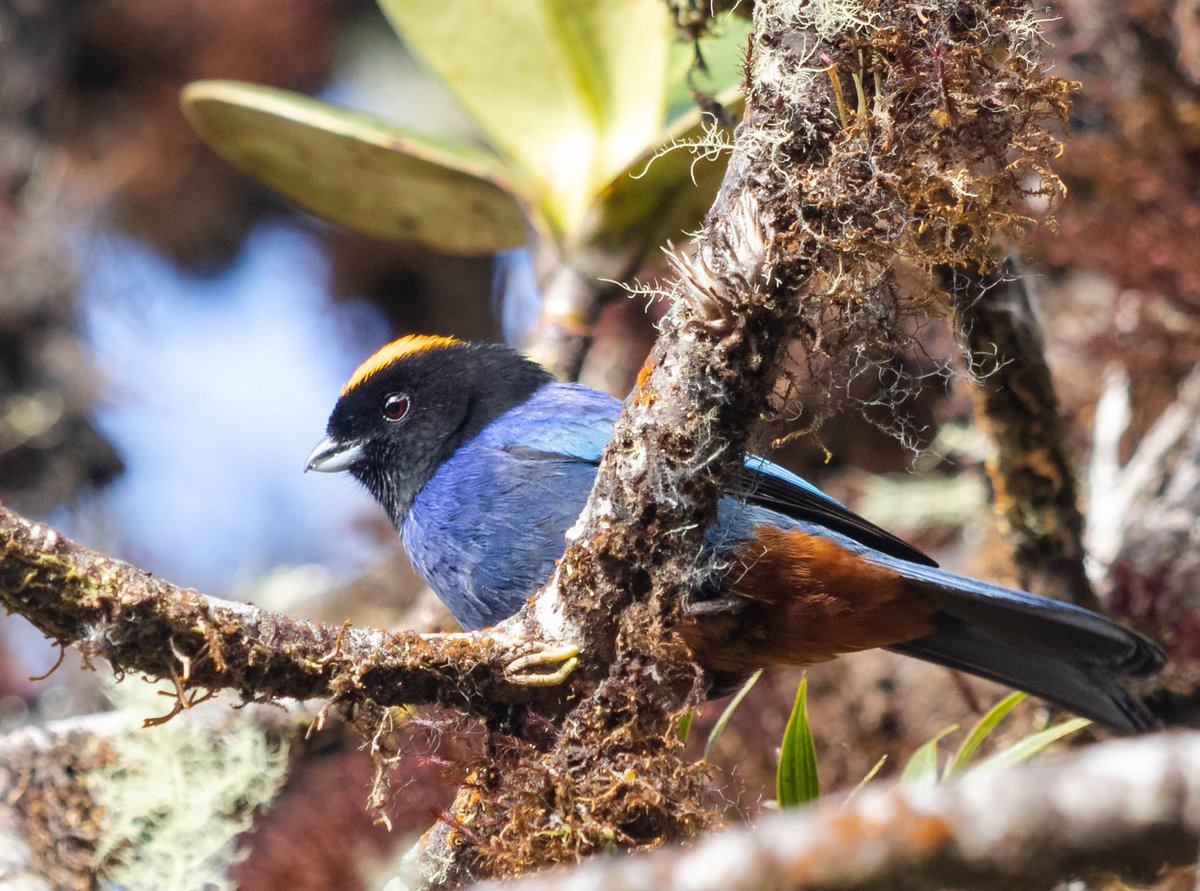 jgonzalezr11's tweet photo. Entre ramas!

#Aves #Huila 🇨🇴 https://t.co/6lbauptyQ3