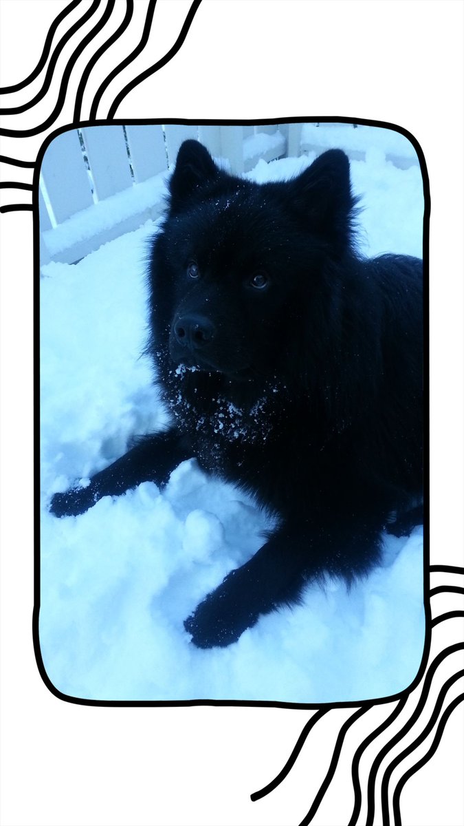 Noen liker vinter🐾🤍