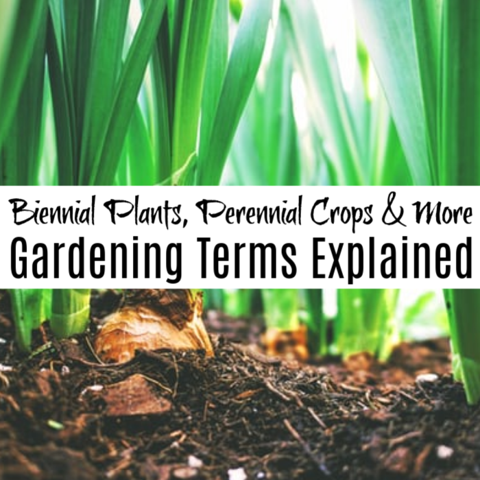 Dian_Farmer_'s tweet image. Biennial Plants, Perennial Crops, And More Gardening Terms Explained

dianfarmer.com/biennial-plant…

#plats #garden #gardening
#gardening_love #gardeningtips #eatyourveggies #homegarden #urbanorganicgardener #gardeninggoals #urbangardenersrepublic