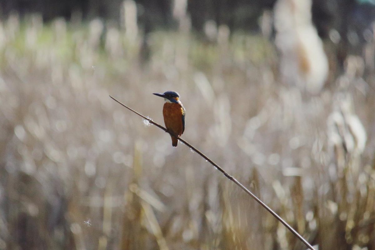 My first common Kingfisher #kingfisher #commonkingfisher #birdwatching #canon #wildlife #winter