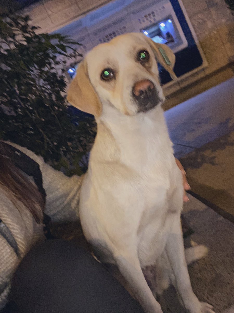 Dışarıda sokak hayvanlarıyla takılmayı, evde de ev hayvanlarıyla takılmayı seviyorum. Geri kalanlar buk yiyebilirler<3