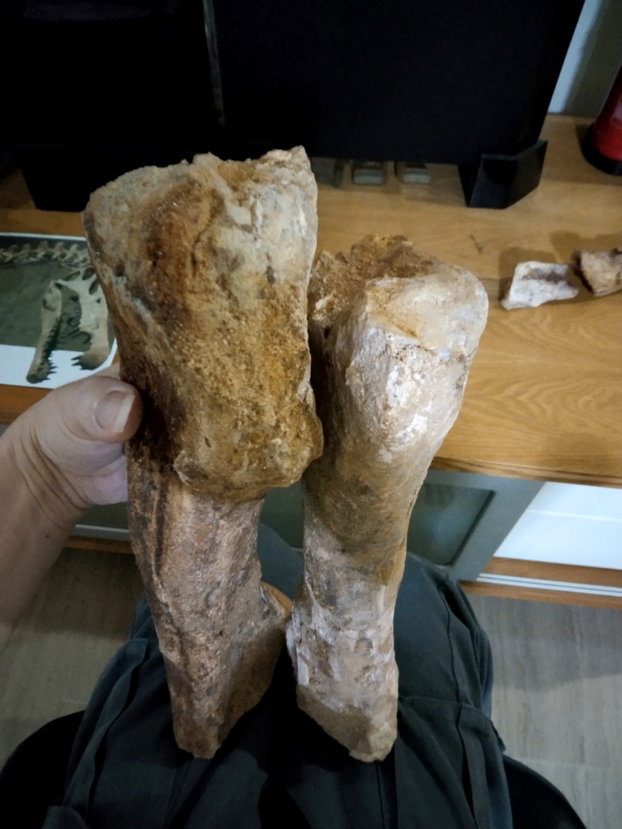 Forearm (hand) of Spinosaurus dorsojuvencus (Morocco Spinosaurid). Left belong to ulna (previously mistake refer as radius) and right are radius. From same individual.