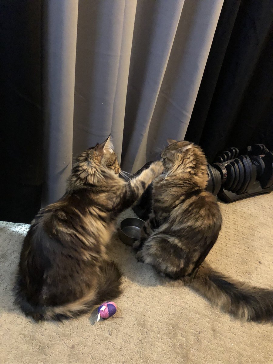 KayleeBrowning's tweet photo. @CrumblCookies #mainecoons #CatsOfTwitter #Caturday @destinyand https://t.co/GkPjxQZQIn