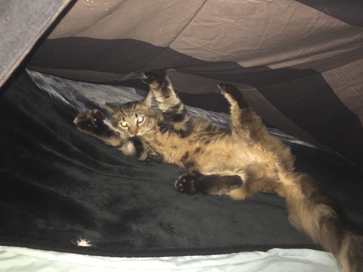 KayleeBrowning's tweet photo. @CrumblCookies #mainecoons #CatsOfTwitter #Caturday @destinyand https://t.co/GkPjxQZQIn