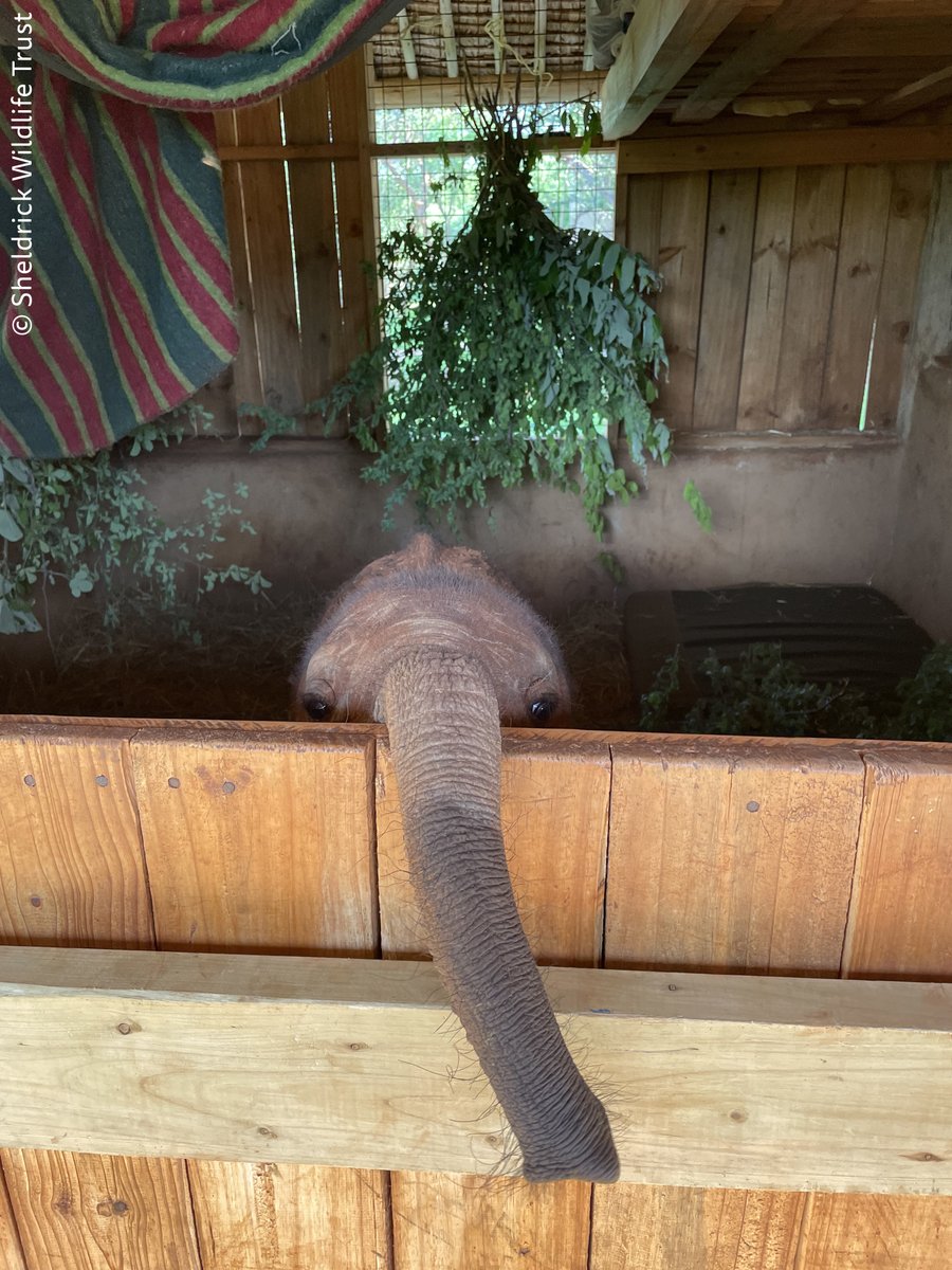 Peek-a-boo: Mwinzi is, quite literally, a nosey character. If you want to see what he's been up to lately, and to be among the first to learn what he does next courtesy of our Keepers' Diaries, consider adopting this beautiful bull at sheldrickwildlifetrust.org/orphans/mwinzi #iseeyou