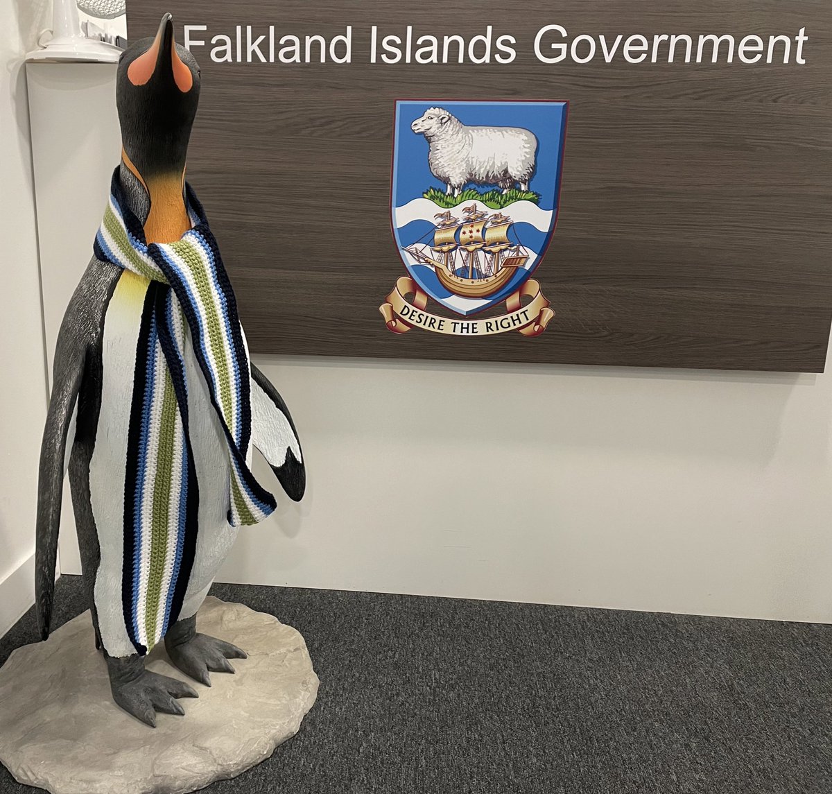 FalklandsinUK's tweet photo. Stanley, the @FIAssociation #Falklands King #Penguin who overseas the reception area at Falkland House in London was delighted to receive an honorary @SAMA82office @ScarvesFor veterans scarf, made by Jane Marlow, to help keep cosy .With thanks to Rachel Simon’s @CarliseFI40 https://t.co/PynDk0UfuA