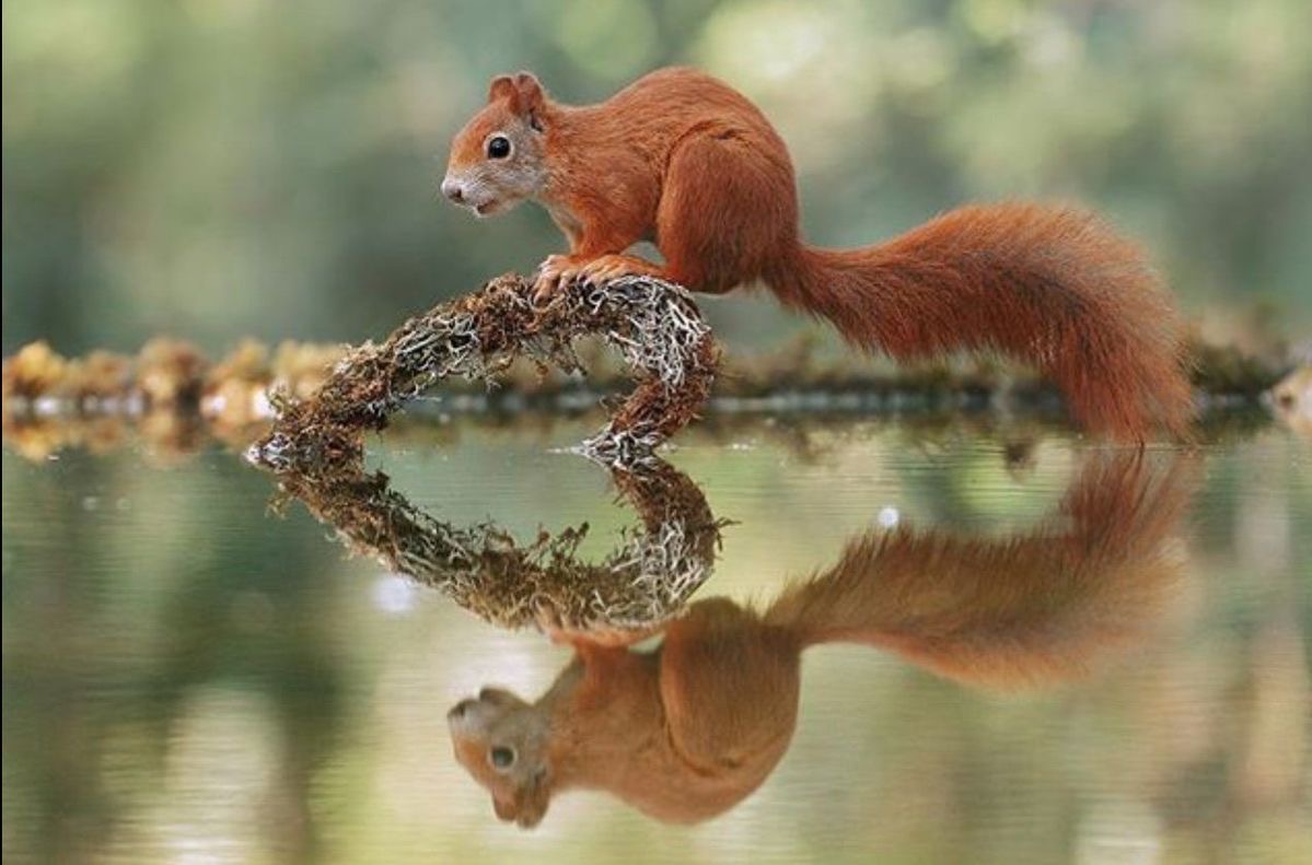Джулиан рад - австралийский фотограф