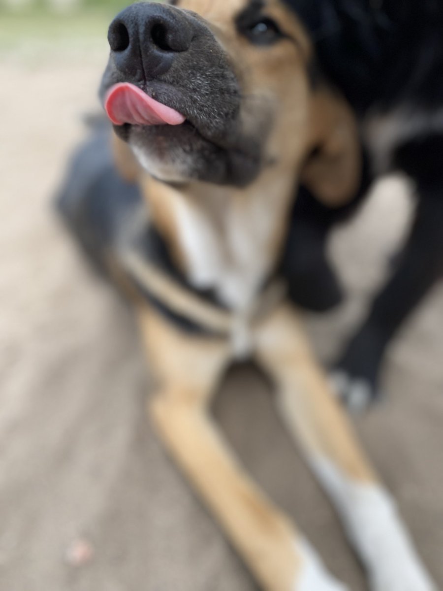 CEAPhotography's tweet photo. @CrumblCookies Thank you @CrumblCookies for the chance to win this awesome prize! The first picture is my moms dog shaking off after getting out of the pool, second picture is my dog sticking his thong out at me, third picture is a duckling enjoying corn, forth is a pair of geese enjoying a nap https://t.co/Ix26S3ephT
