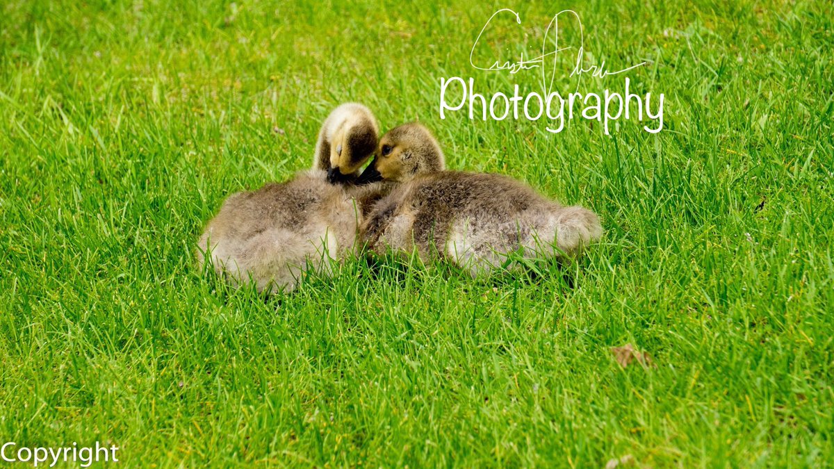 CEAPhotography's tweet photo. @CrumblCookies Thank you @CrumblCookies for the chance to win this awesome prize! The first picture is my moms dog shaking off after getting out of the pool, second picture is my dog sticking his thong out at me, third picture is a duckling enjoying corn, forth is a pair of geese enjoying a nap https://t.co/Ix26S3ephT
