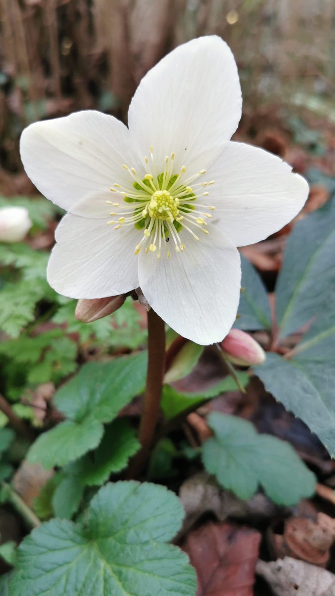 A perfect #hellebore in the @theMorrisCT family garden @SunnysideN19 🌸 😊 to brighten the path to the weekend 🥳!

#N19 
#CommunityGardening