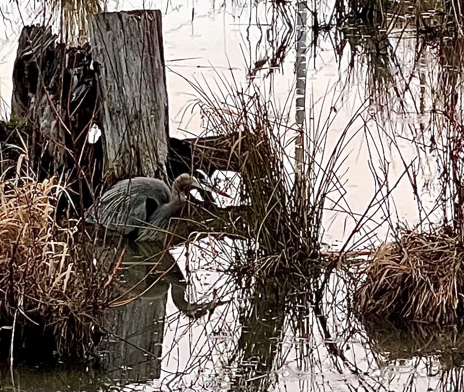 anjigrainger's tweet photo. Good morning Mr. Herron. Looking for breakfast? #bluepansycottagearts https://t.co/I3Bnpofi2d