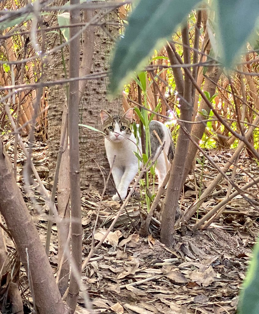 cfparquecentral's tweet photo. ¿Nuevo michi en el parque? Esperemos que no sea un abandono 😣 #gatosparquecentral No dejéis michis en las colonias 🙏 https://t.co/ae2Y0mBpeA