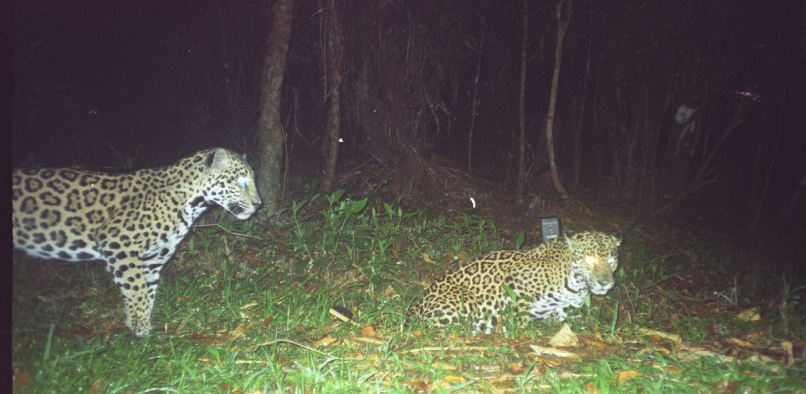 Offsetra tweet media