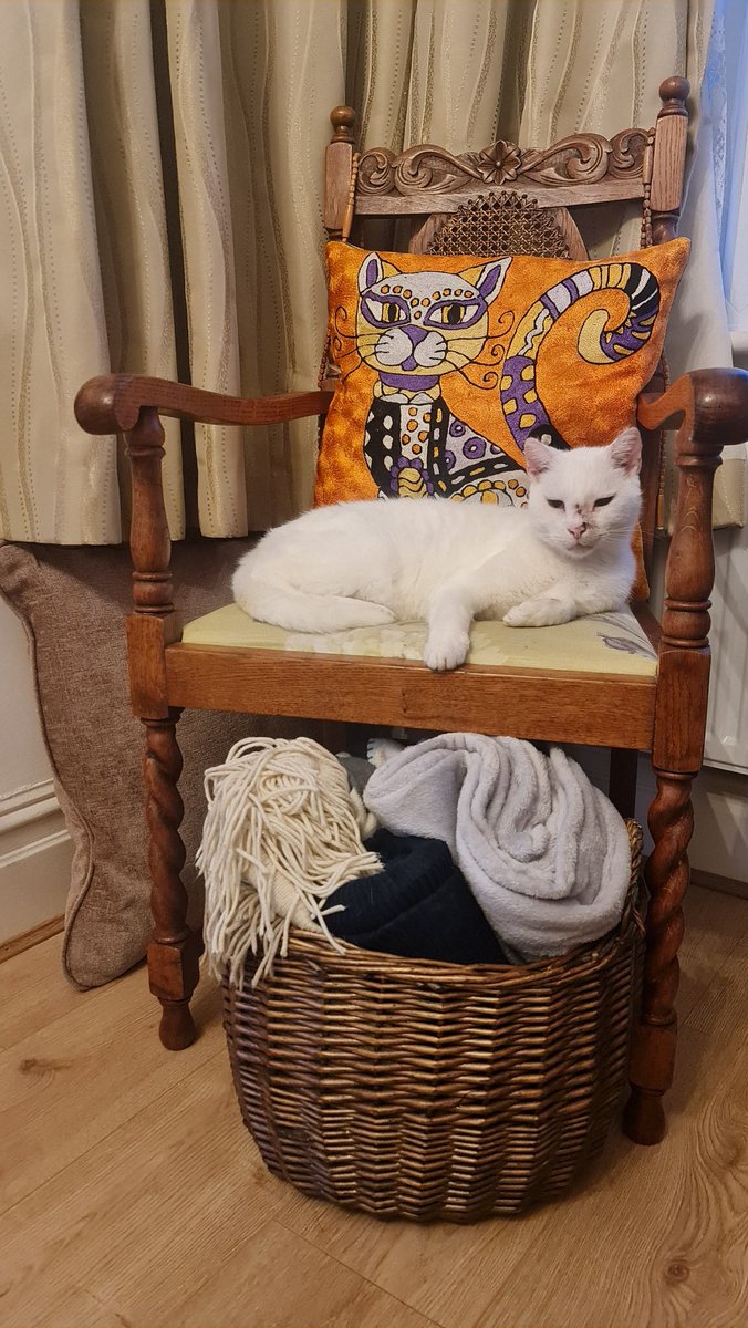 MyloStreet's tweet photo. Hello my friends.
Happy New Year to you all.
😸😻😽😽😽🐾🐾 
How is everyone? https://t.co/HVAIJ1W9pt