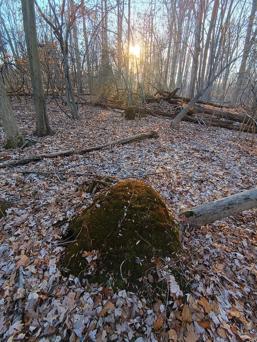 KimIllsoo's tweet photo. Declining forest caused by the climate crisis at Watchung Reservation,New Jersey.
#ClimateCrisis #forestdecline https://t.co/6L09MLffTC