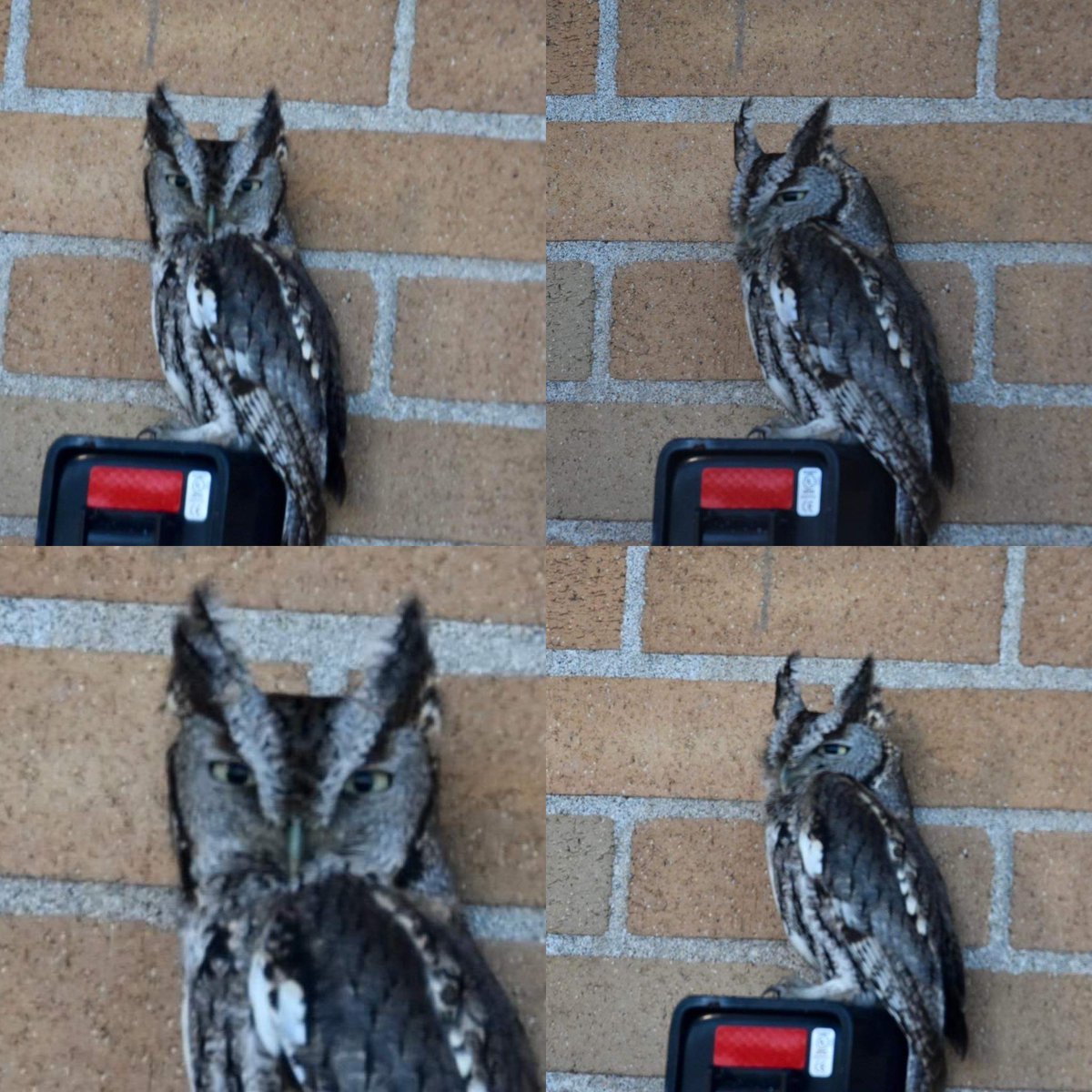 Look at this cute little Screech Owl that Lisa Troiano, found in Marion. #marioncountyparkdistrict #birdsofohio #ohiobirds #ohiobird #ohiobirding #ohiobirdnerds #ohiobirdwatching #MarionMade #naturephoto #naturelover #natureshots #wildlifephotography #wildlife #owl #owls