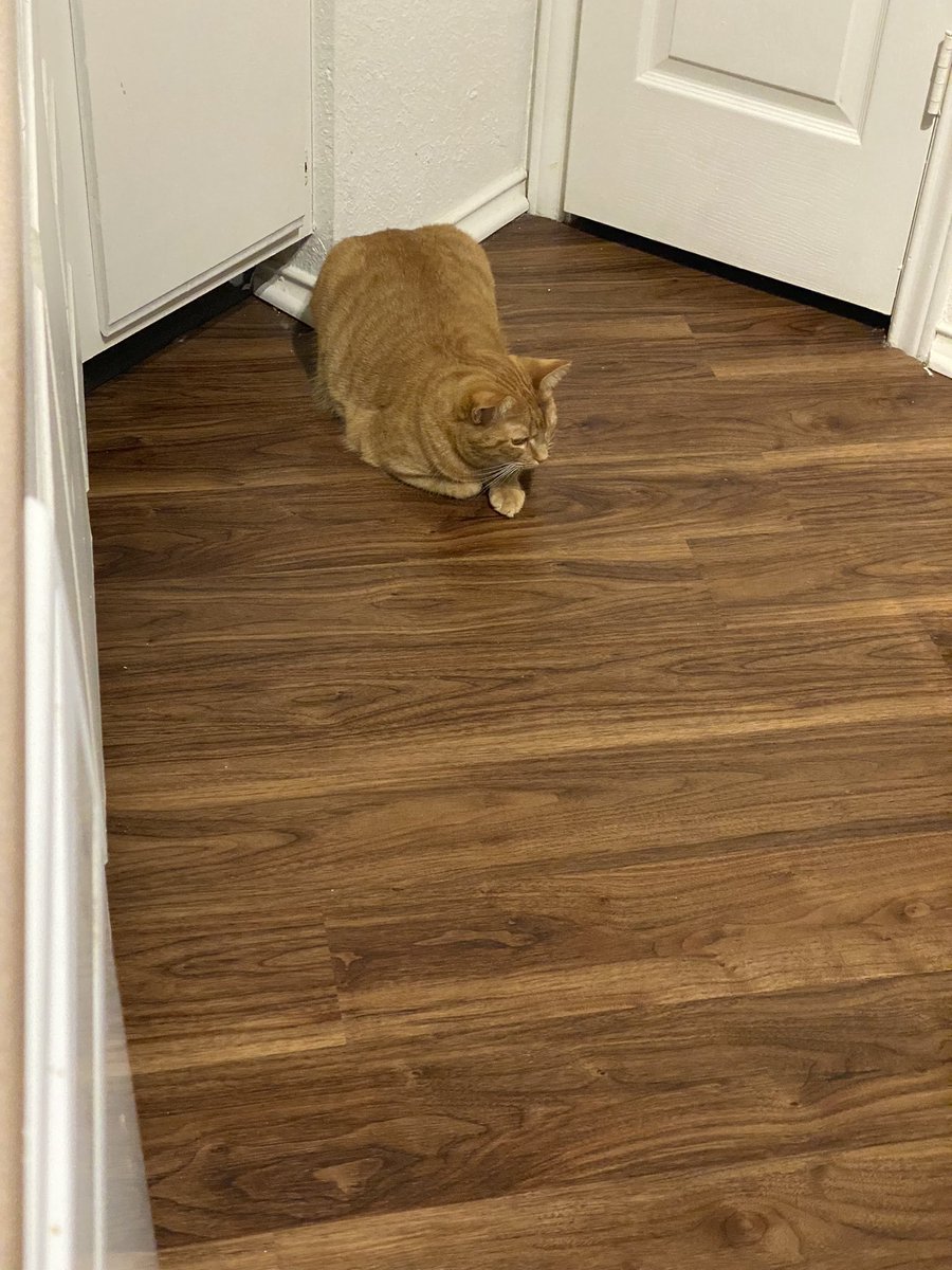 Grumpy Plum tweet media