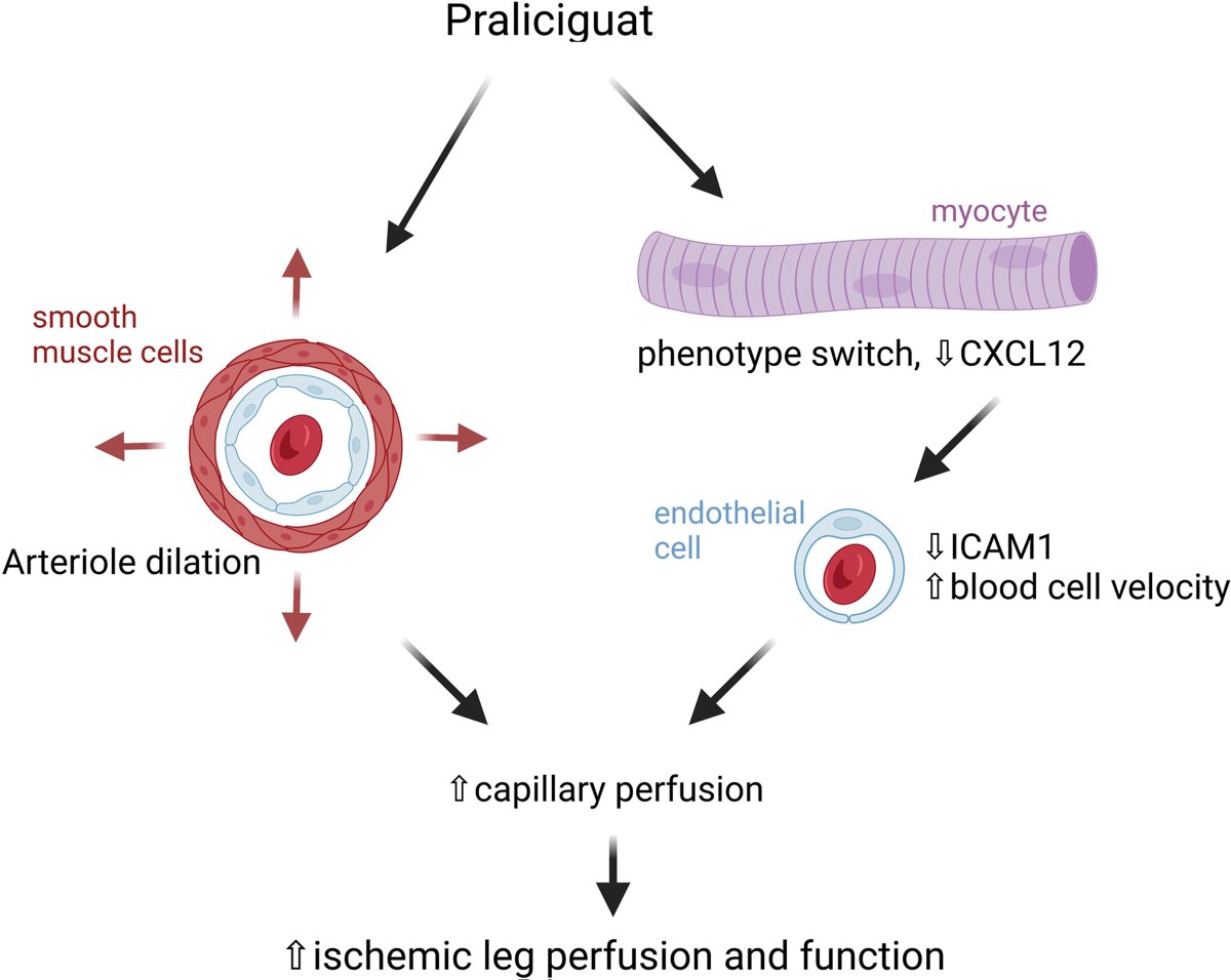 insermU1034's tweet photo. [Publication] Happy to share Dr Renault, Pr Mohammedi and @FoussardNinon's new publication in which they demonstrated that #praliciguat improves #ischemic #LimbPerfusion in #Leprdb/db mice in @CircRes 
https://t.co/gHJcEa3tKo https://t.co/TZaVkWnf4Y