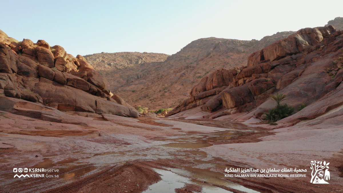 KSRNReserve's tweet photo. أجمل اللقطات من موسم #أمطار_محمية_الملك_سلمان 

Most beautiful snapshots of the rainy season in King Salman Bin Abdulaziz Royal Reserve 

#محمية_الملك_سلمان_بن_عبدالعزيز_الملكية https://t.co/ocv3LCaw7p