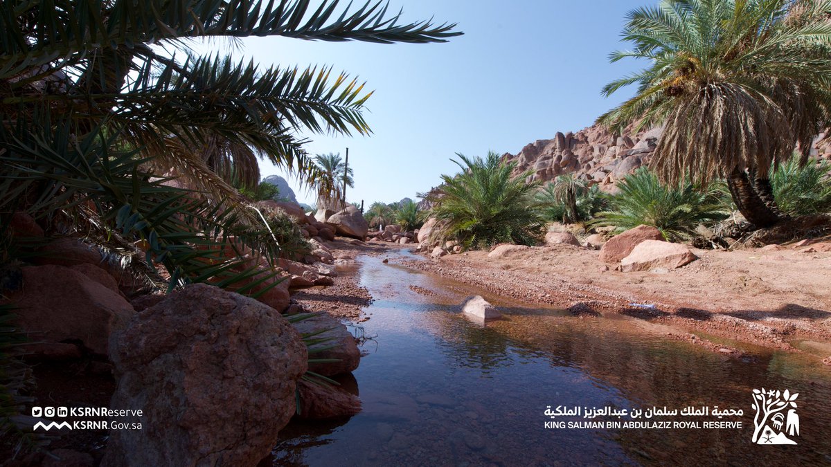 KSRNReserve's tweet photo. أجمل اللقطات من موسم #أمطار_محمية_الملك_سلمان 

Most beautiful snapshots of the rainy season in King Salman Bin Abdulaziz Royal Reserve 

#محمية_الملك_سلمان_بن_عبدالعزيز_الملكية https://t.co/ocv3LCaw7p