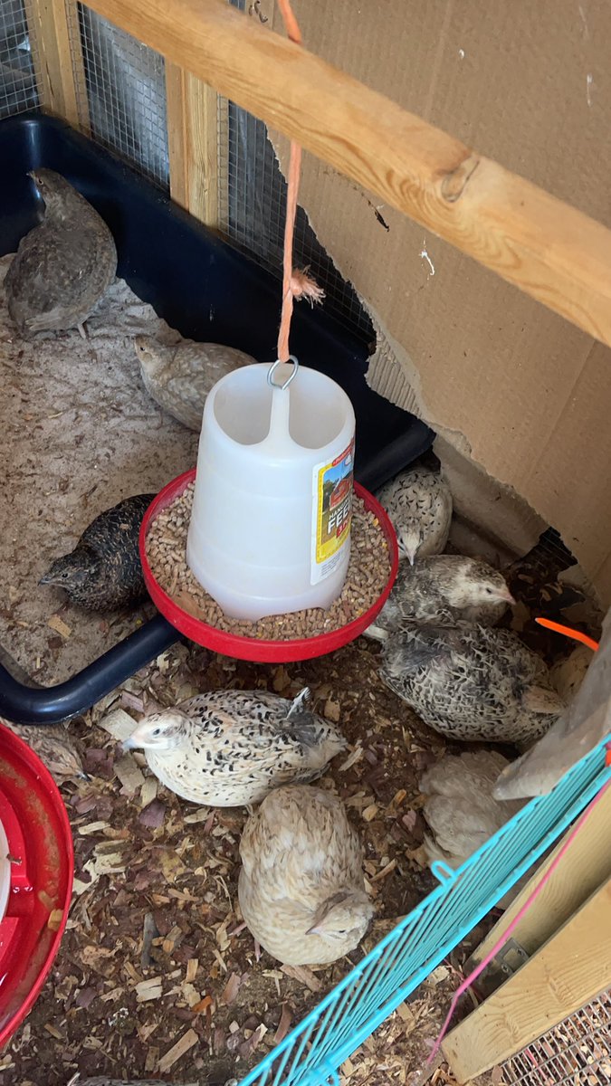 // something writer has in common with muse?

We both take care of farm birds.