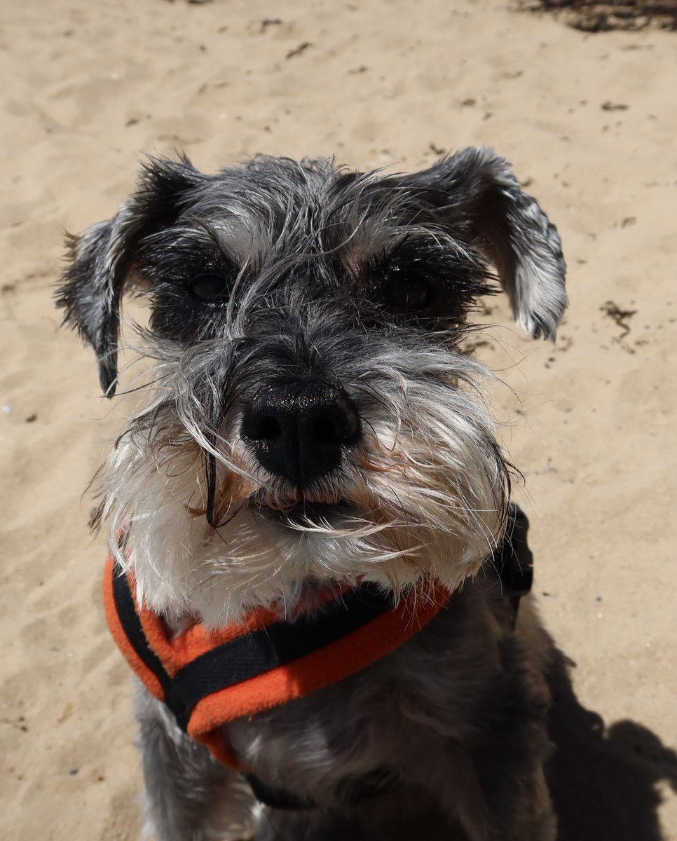 ladybeCon's tweet photo. An update on Bella  the full update is in comments as its a bigger update than twitter can cope with. But she is coming home!  @SchnauzerfestUK #Schnauzergang https://t.co/jnSPLukdpA