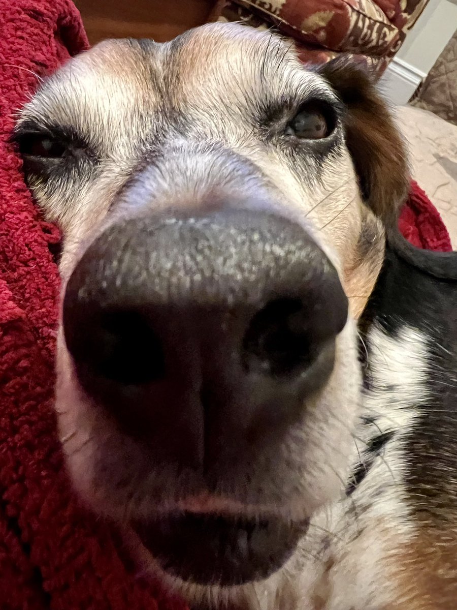 Who says I have a big snout! #beagles #dogs