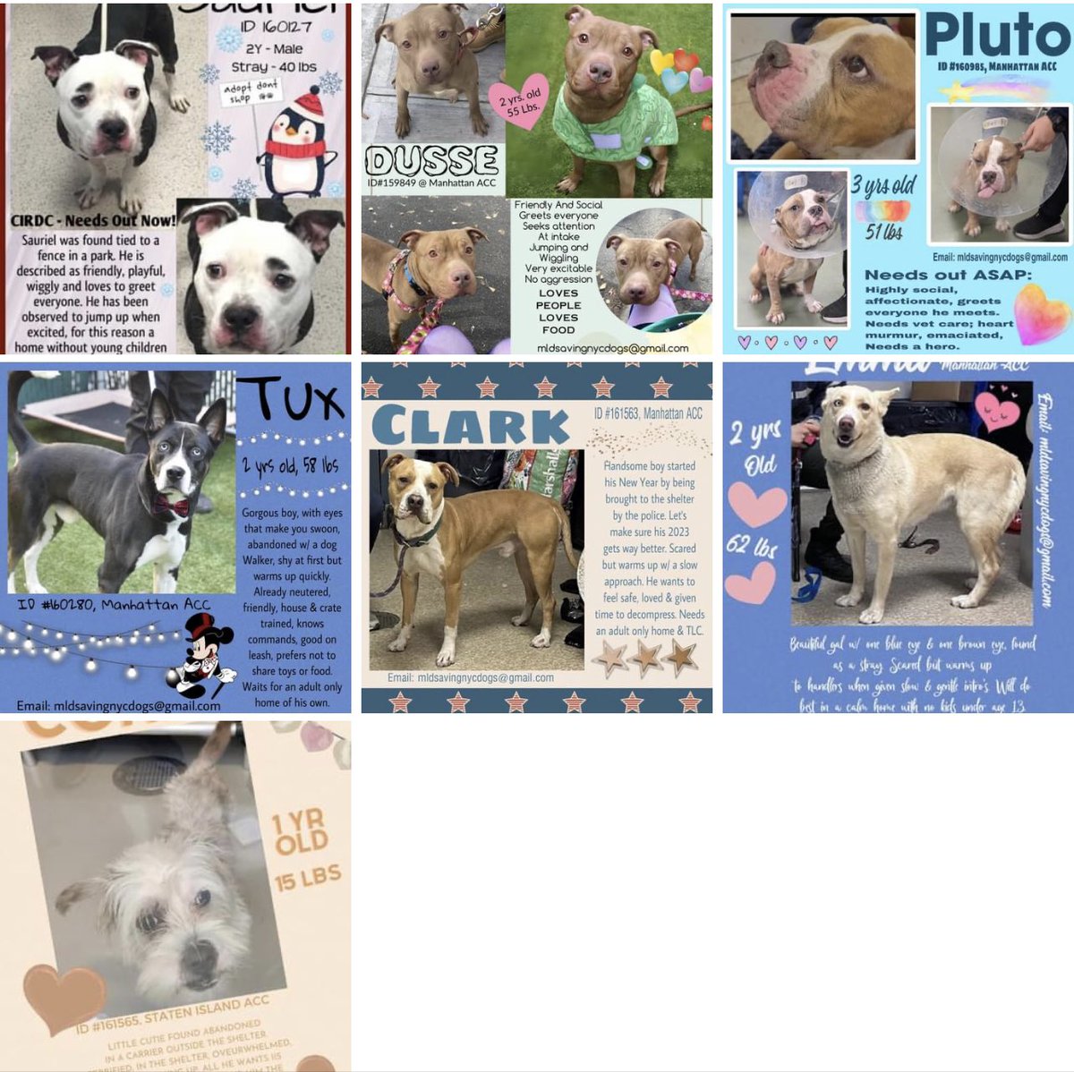 TomJumboGrumbo's tweet photo. 17 dogs to be killed in NYCACC Saturday, with 10 of those newly added to today’s list. The majority die for being anxious and terrified in the kill pound. They all need our help - RTs, pledges, fosters and adopters. Profiles to follow, please help them. Thank you! https://t.co/MTrfIqsCPi