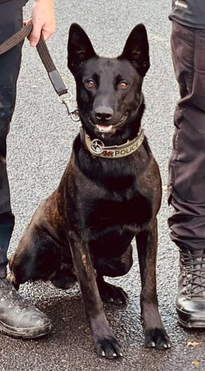 ChNWPoliceDogs's tweet photo. During the early hours a vehicle failed to stop for police before crashing in the Mold area. The suspects fled from the vehicle on foot. PD Colt was soon deployed after them where some suspected Class A drugs were found before a male was located hiding in bushes #PDColt #blueteam https://t.co/iNAFZW6Mnt