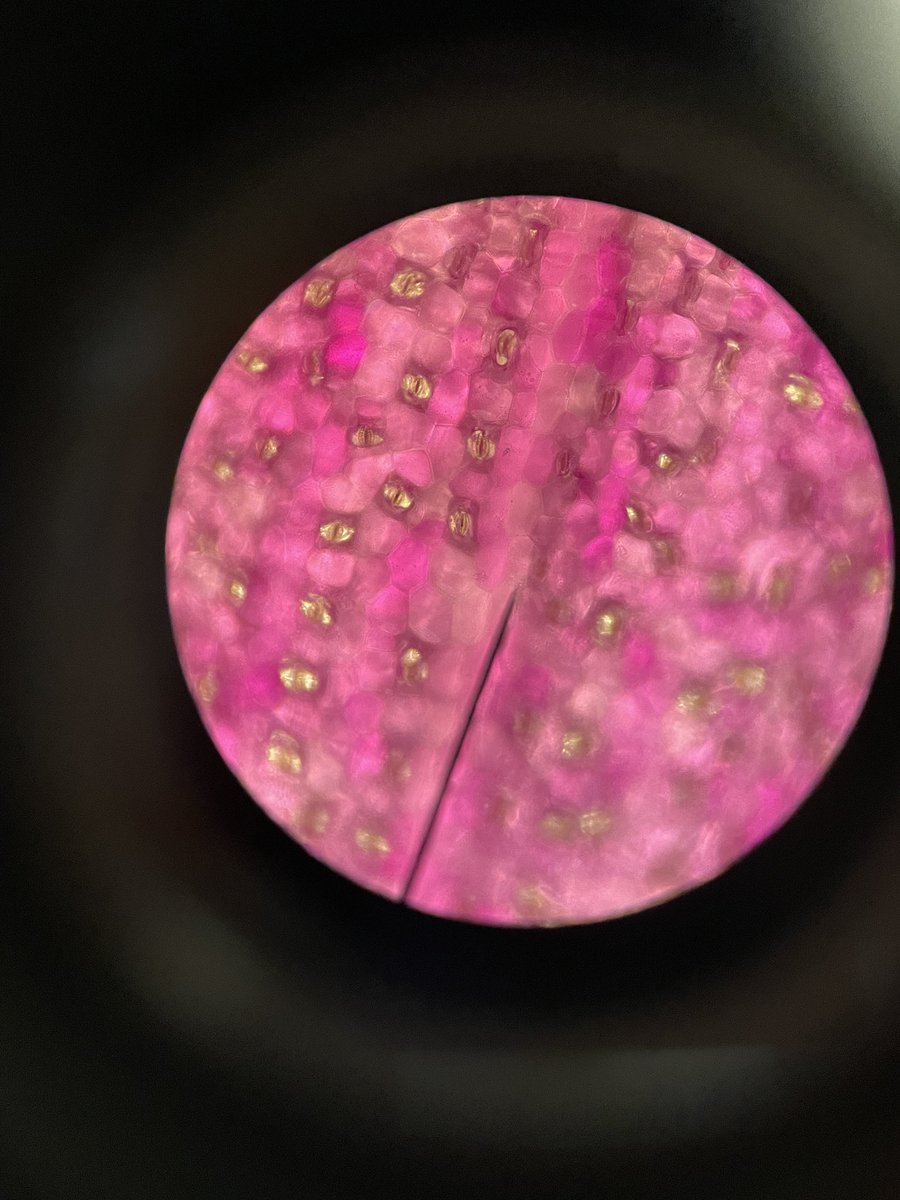 N5 biologists demonstrated their microscopy skills and steady hands today when learning about the structure of the leaf. We managed to clearly see the green stomata on the underneath of Tradescantia leaves 🔬