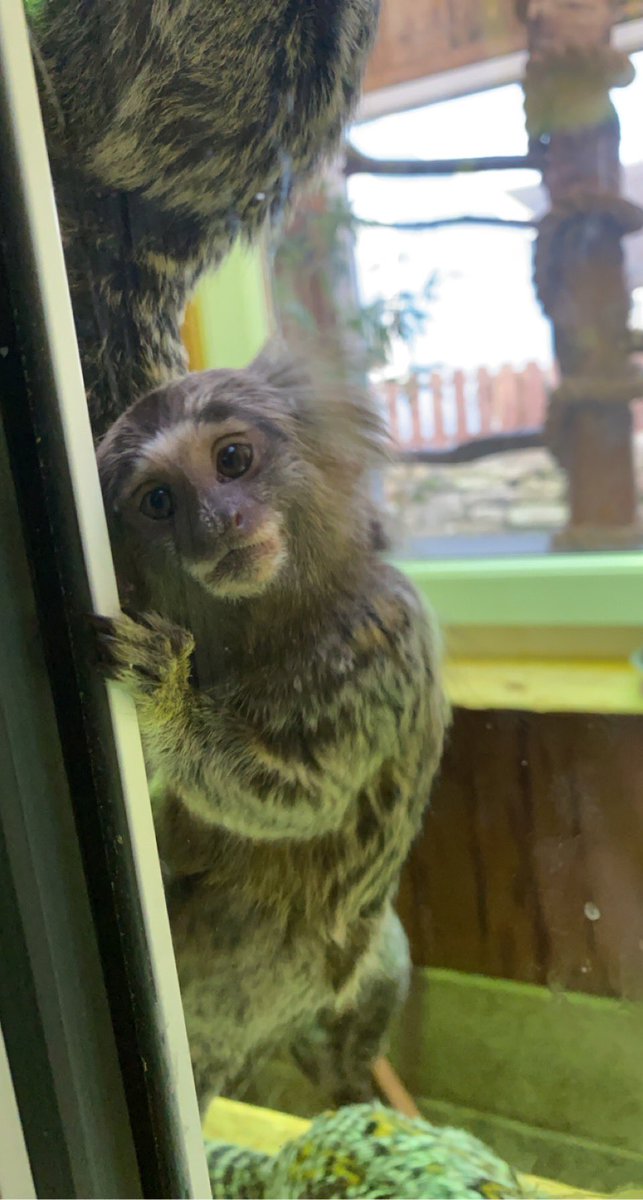 this little guy at work got me through the day 😭🫶🏻