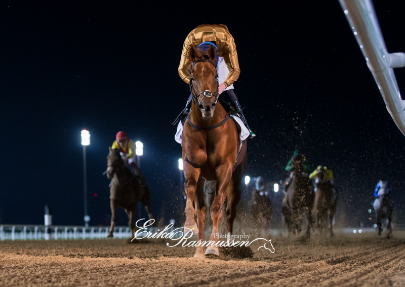 Algiers was much too good in the Gr.2 Maktoum Challenge I under James Doyle, who was trying hard to spot the competition.