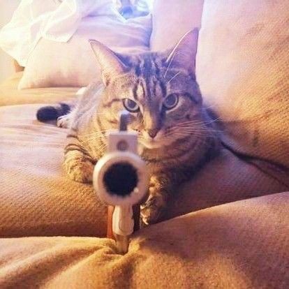 @animalaleatory @chanceverdade Esse gatinho está apontando a arma para você, curta se você quiser sair com vida