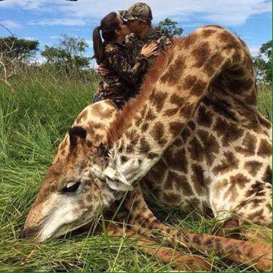 As <a href="/rickygervais/">Ricky Gervais</a> says “Well done. You managed to shoot a stationery, 14 foot peaceful creature with a high velocity rifle. Very sporting.” And then they had a ‘romantic’ kiss. FFS!🤦🏻‍♀️

🙏🏼 RETWEET if you want trophy killing BANNED!

#BanTrophyHunting