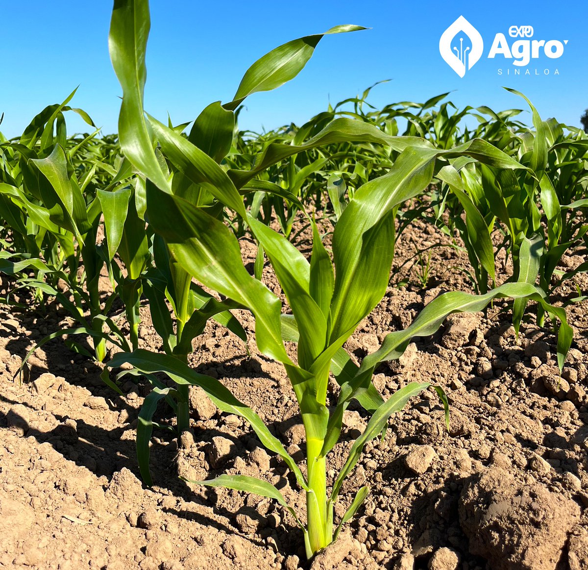 xCrecimiento de maíz en el Parque de Granos de Expo Agro Sinaloa 🌽

#ExpoAgroSinaloa #Maíz