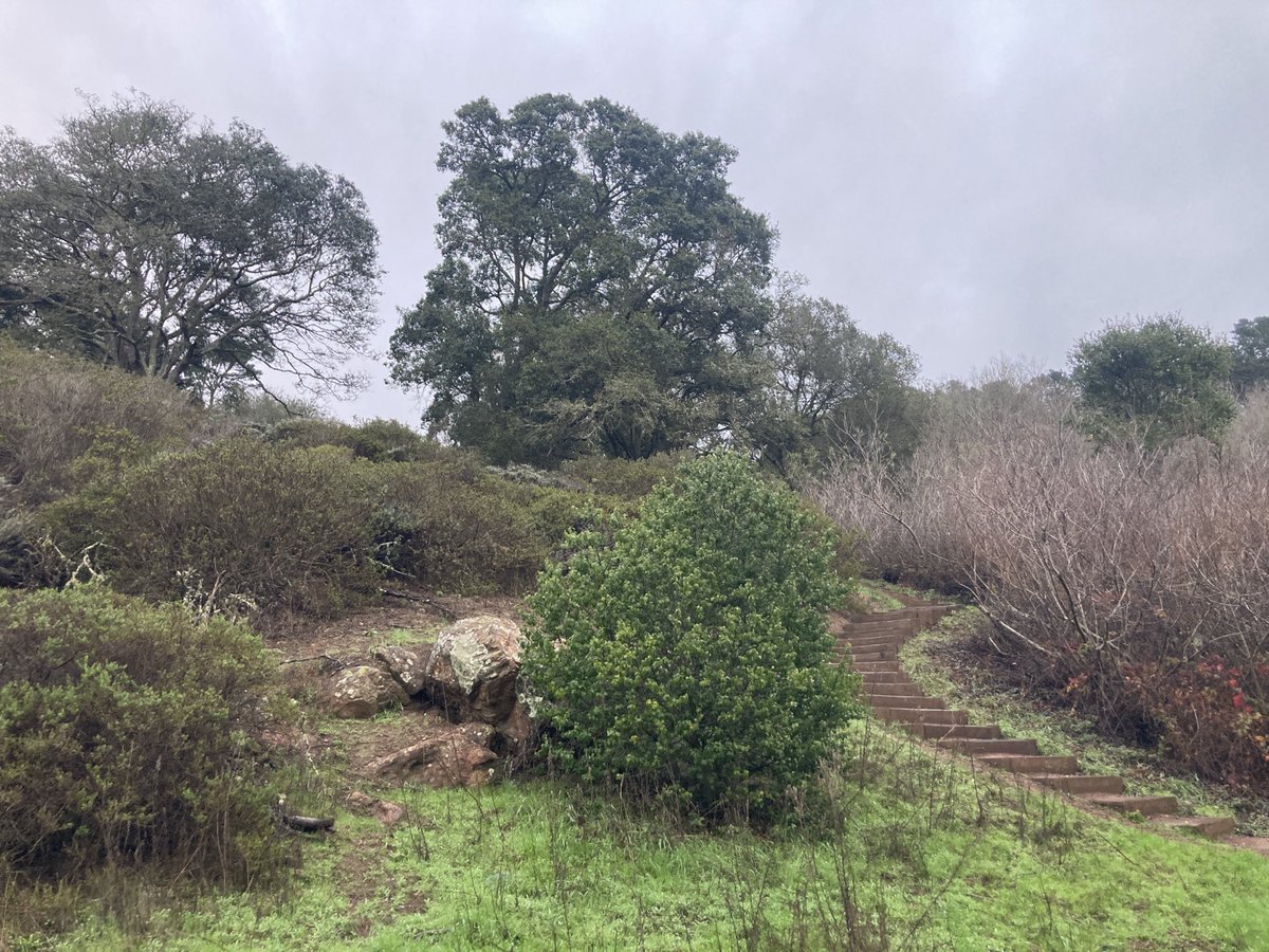 jasgroves's tweet image. Had my first #mla23 coyote sighting (not pictured) this morning! Speaking of which I will be talking about Jews and animals  in 19c German language literature 🚩 at 330. (PSA: this is Glen Canyon which btw is only four stops on Bart (Glen Park) from the conference)