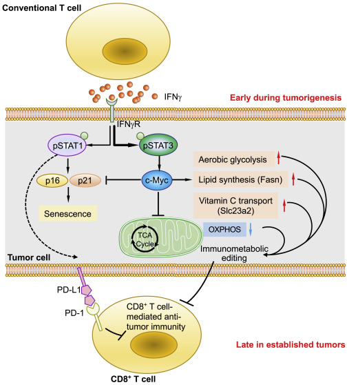 Early immune pressure makes tumors metabolically stronger dlvr.it/SgTq7h