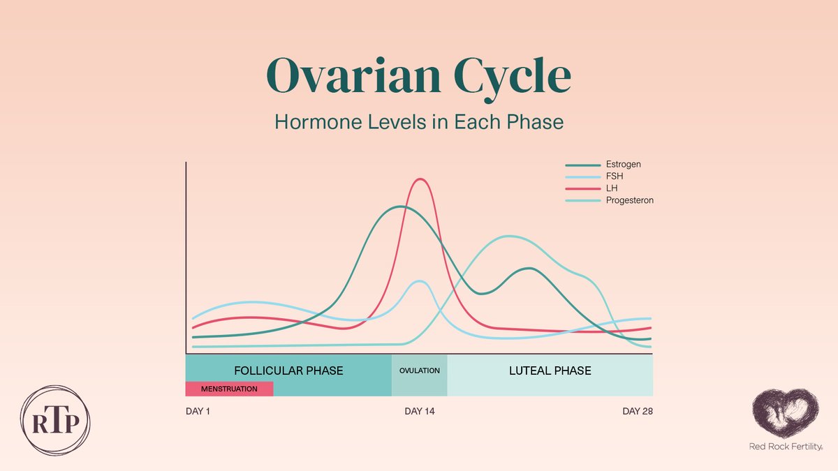 The follicular phase begins with menstruation &amp; ends with a surge of LH (Luteinizing Hormone). About 24 hours after the surge, ovulation will occur &amp; an egg will be released.

Learn more about the phases of the ovulation cycle here: bit.ly/3jqkTqE

#RRFCRealTimePregnancy