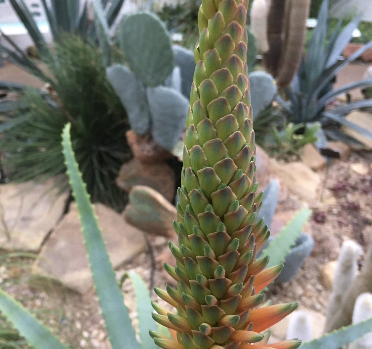 BCSSBirmingham's tweet photo. Aloe arborescens in the arid house @BhamBotanicalGd - a cutting taken last spring https://t.co/iOMOAfQ2NC